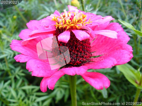 Image of unique red flower
