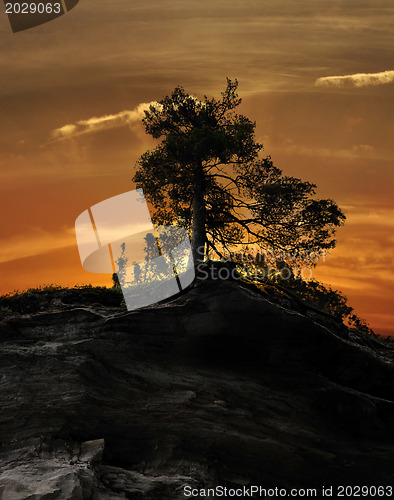 Image of Tree On A Rocky Cliff
