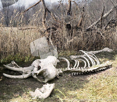 Image of Elephant Skeleton 