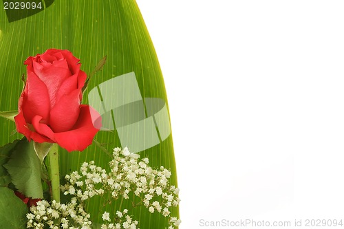 Image of Bouquet of fresh red roses on white