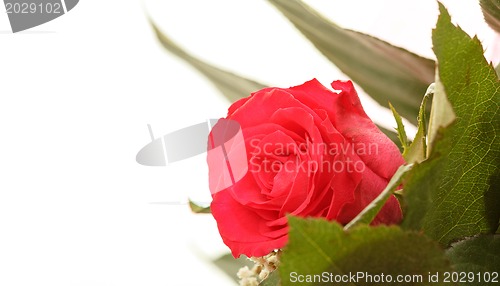 Image of Bouquet of fresh red roses on white