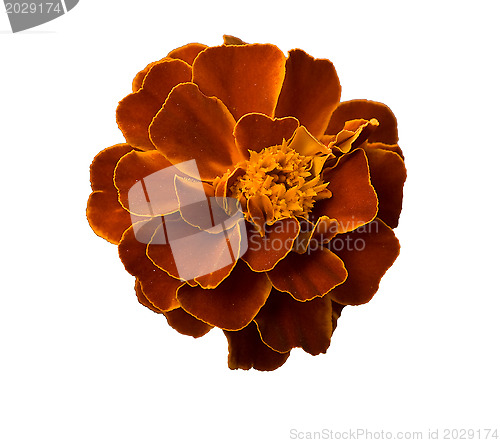 Image of Head of marigold