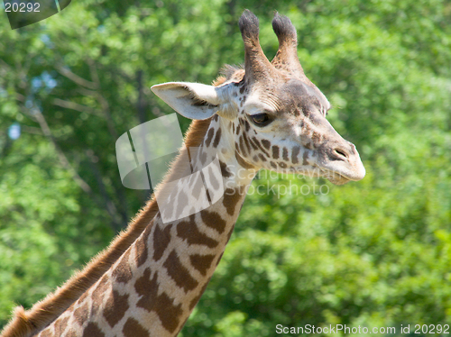 Image of Closeup of giraffe head and neck