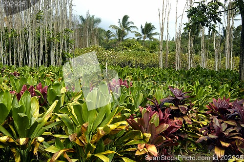Image of Tropical Plantation