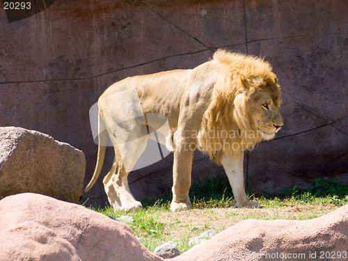 Image of Lion in the sun