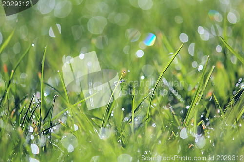 Image of Green vibrant grass