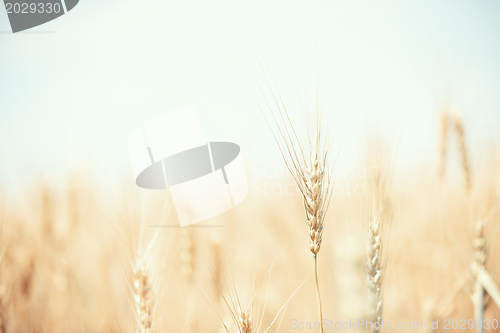 Image of Wheat field