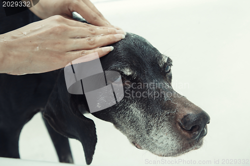 Image of Washing dog