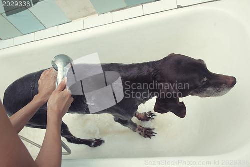 Image of Washing dog