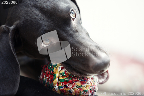 Image of Dog and ball