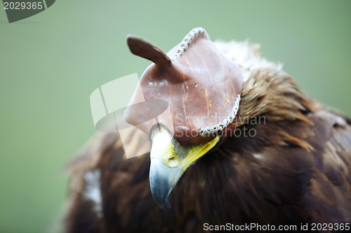 Image of Falcon in hood