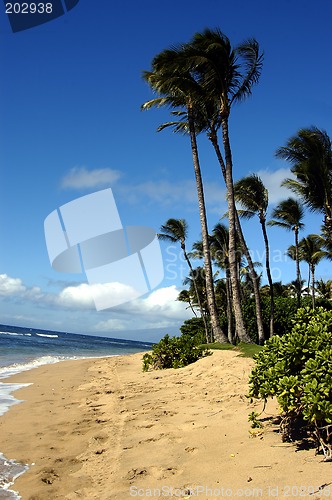 Image of Tropical Beach