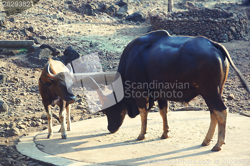 Image of Two buffalo cows