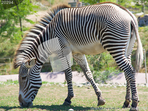 Image of Zebra grazing for grass