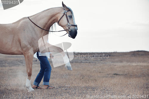 Image of Horse training