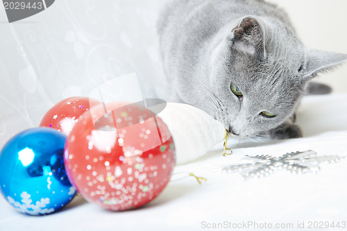 Image of Cat with Christmas baubles