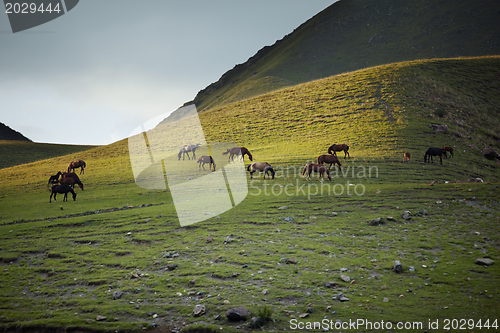 Image of Herd of horses