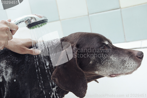 Image of Dog washing