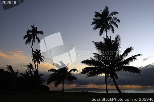 Image of Tropical Sunset