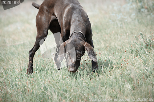 Image of German short haired pointer