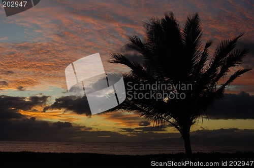 Image of Palm Tree and Tropical sunset