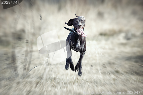 Image of Happy running dog