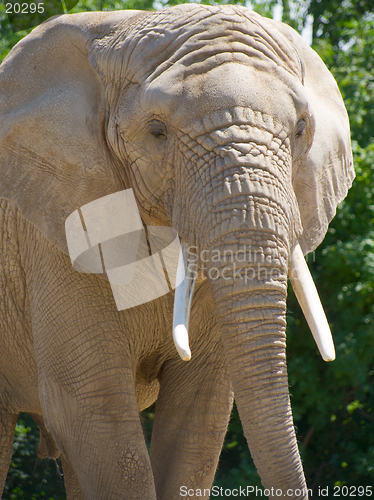 Image of Closeup of African elephant