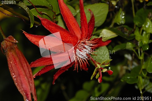 Image of Another Tropical Flower
