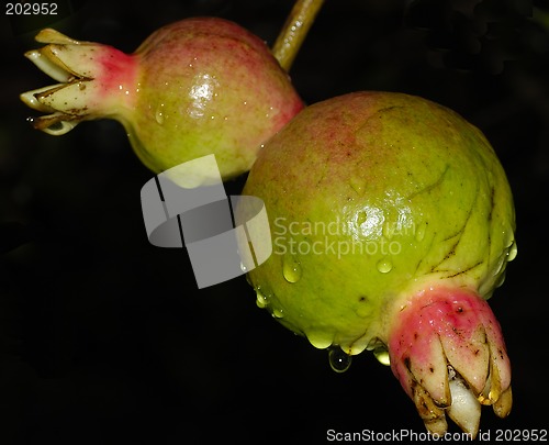 Image of Guavas on the Tree
