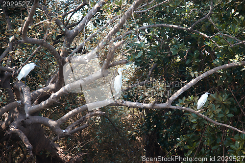 Image of Three white herons