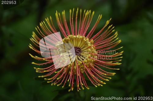 Image of Protea Flower