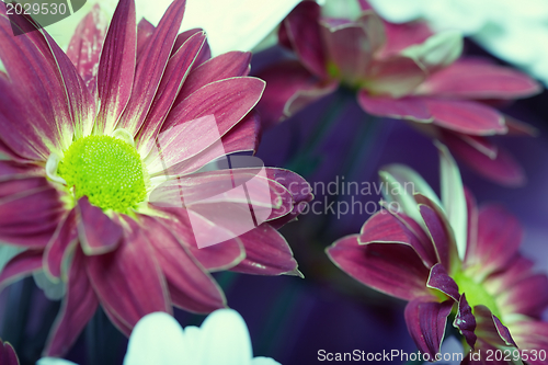 Image of Chrysanthemum