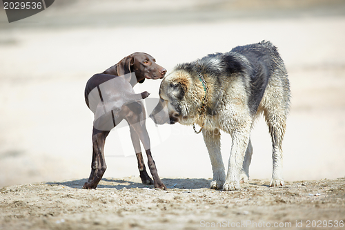 Image of Two dogs