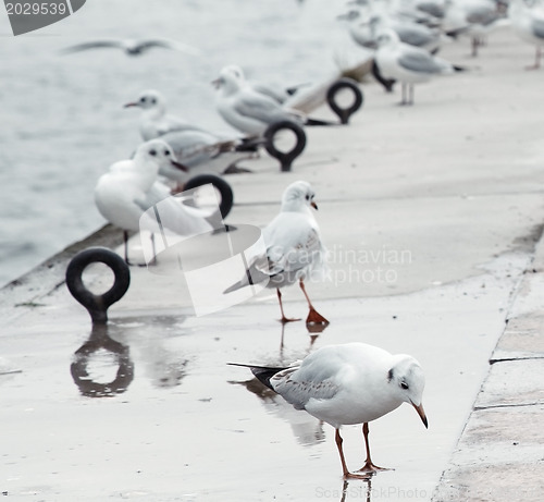 Image of Seagulls at pier