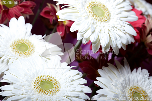 Image of chrysanthemum