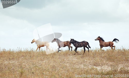 Image of Four horses