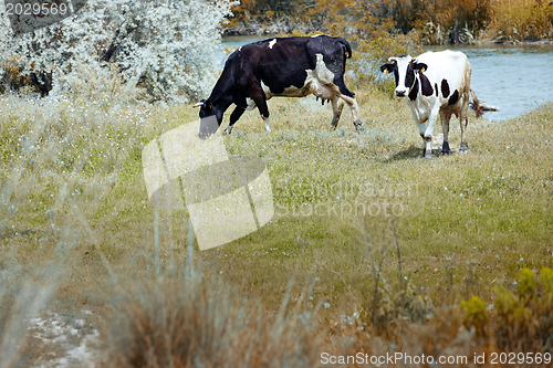 Image of Two cows