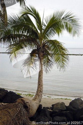 Image of Cocunut tree on a  beach