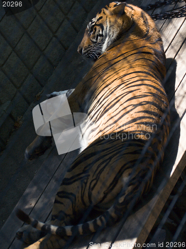 Image of Sumatran tiger lying in the sun and shade