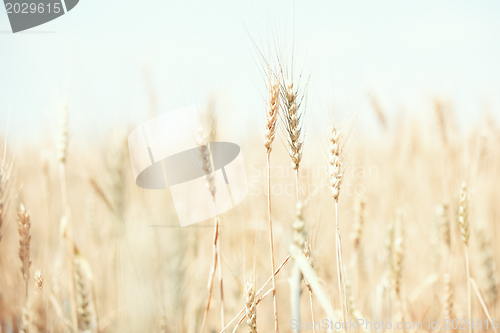 Image of Wheat field