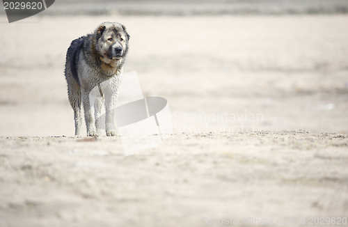 Image of Middle Asian sheepdog 