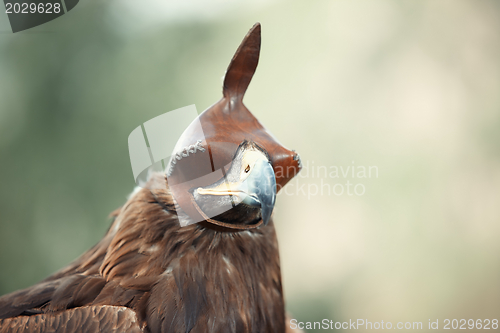 Image of Hunting falcon