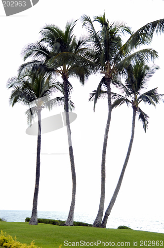 Image of Coconut trees on a beach