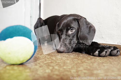 Image of Dog and ball