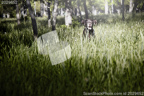 Image of Dog in grass