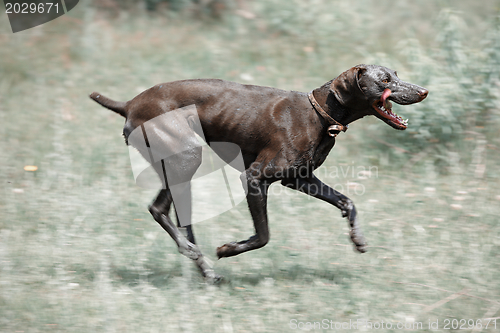 Image of Dirty dog running