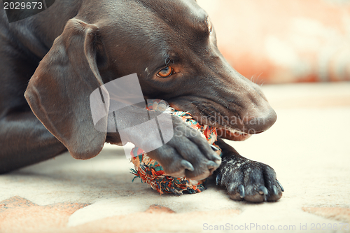 Image of Dog and ball