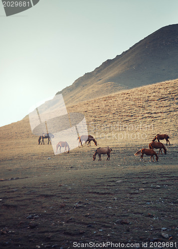 Image of Herd of horses