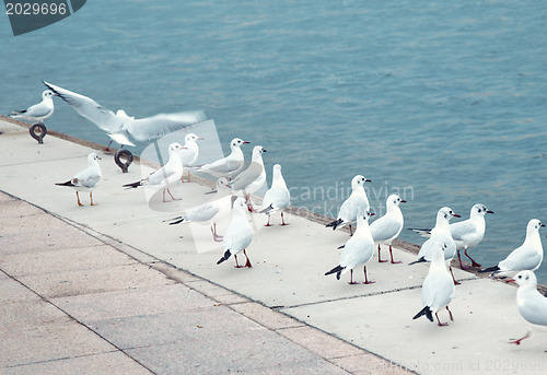 Image of Seagulls at pier