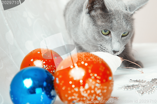 Image of Cat and Christmas balls